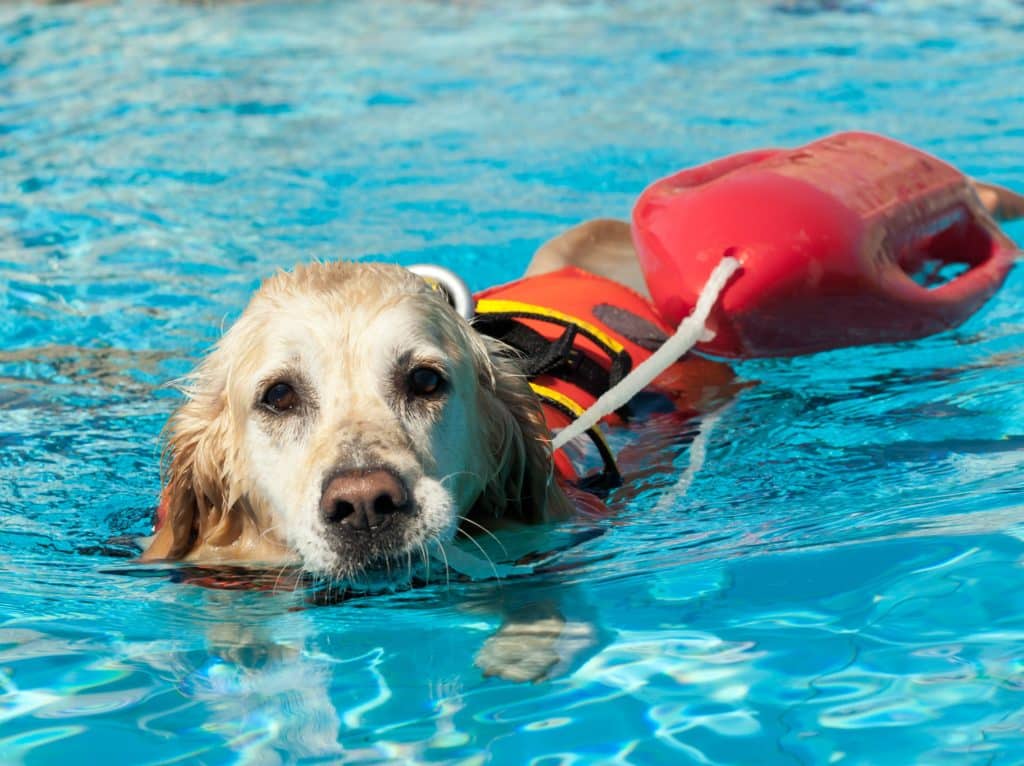 Swimming Dog